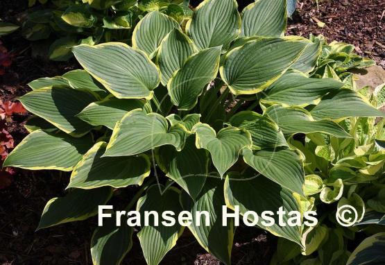 Hosta Yellow River